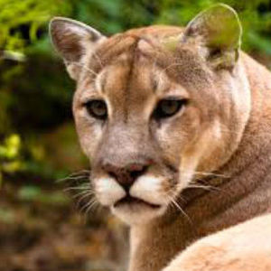 Team Page: Clark Cougars